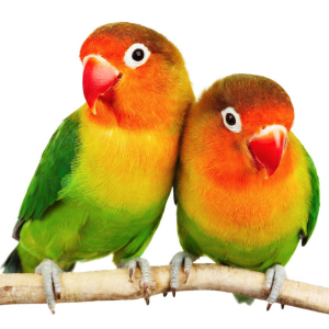 oplichter Keel Kelder Papegaaien soorten – PapegaaienAdvies